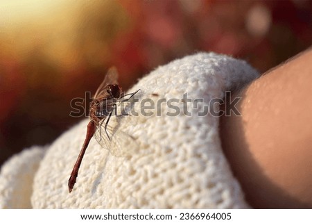 red dragonfly sits on the hand, close-up photo, autumn mood, the last warm days