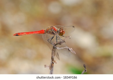 A red dragonfly sitting on a dry branch