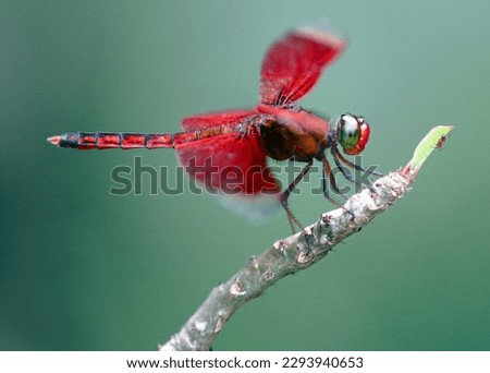 Red Dragonfly And Small Spider
