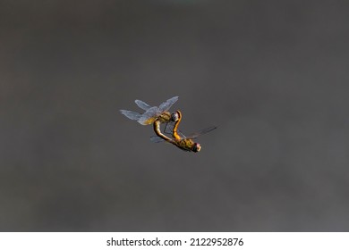 Red dragonfly that laying eggs