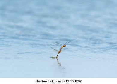 red dragonfly that laying eggs