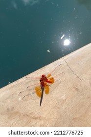 Red Dragonfly With Transparent Wings Reflection By Water