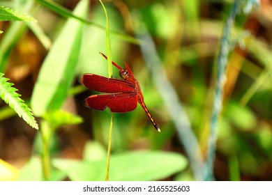 The Red Dragonfly Of Wallacea