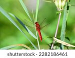red dragonfly without on a reed