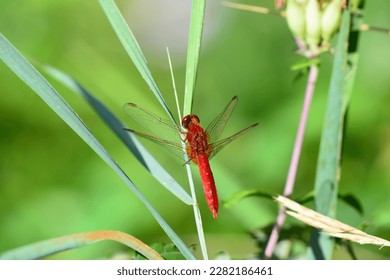red dragonfly without on a reed - Powered by Shutterstock