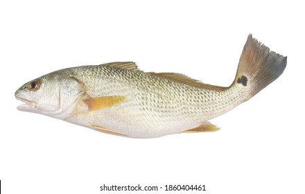 Red Drum Fish Isolated On White Background