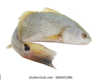 Red Drum Fish Or Redfish Isolated On White 