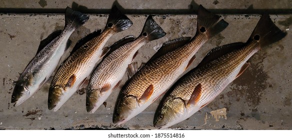 Red Drum And Speckled Trout