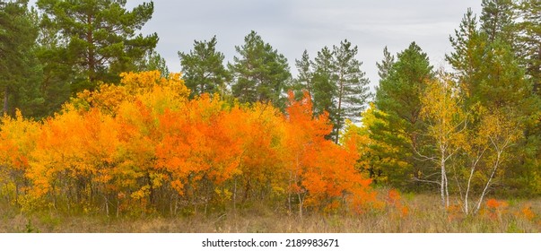 Red Dry Aspen Tree Grove At Quiet Autumn Day