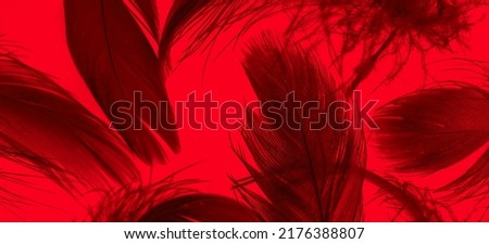 red duck feathers on a black isolated background