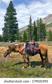 Red Dun Mountain Horse Under Saddle, Saddle Bags, Rain Slicker, Summer, Emigrant Wilderness, Stanislaus National Forest, California