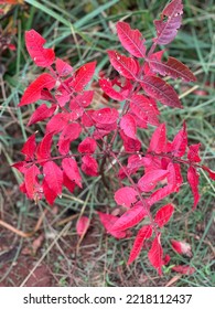 Red Dwarf Sumac Oklahoma Native