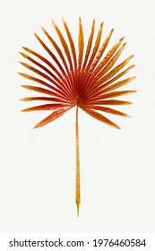 Red Dyed Palm Leaf Mockup