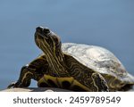 red ear slider turtle sitting on a rock in a lake surrounded by water (prospect park pond) wildlife reptile close up nature photo photography telephoto lens