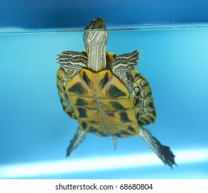 Red Ear Tortoise Stock Photo 68680804 | Shutterstock