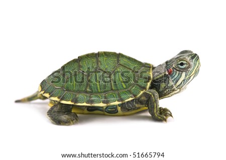red ear tortoise isolated on white