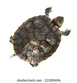 29,795 Turtle Head Shell Images, Stock Photos & Vectors | Shutterstock