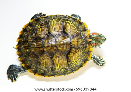 Red ear turtle isolated on white background.The view from the top.