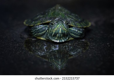Red ear turtle reflection in the water, Brazilian turtle, Trachemys scripta elegans