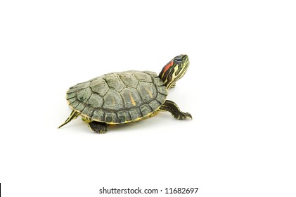 7,389 Red ear turtle Images, Stock Photos & Vectors | Shutterstock