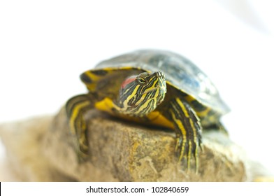 Red Eared Slider