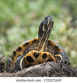 Red Eared Slider In Mandeville Louisiana