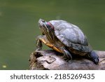 Red eared Slider perched on a log the surface of the water
