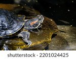 Red Eared Slider swimming in pond in Pine Mountain Georgia.