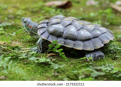 2,831 Turtle yellow ears Images, Stock Photos & Vectors | Shutterstock