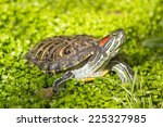 Red eared slider - Trachemys scripta elegans, Turtle head portrait in nature enviroment
