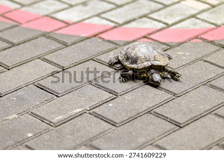 The red eared slider turtle