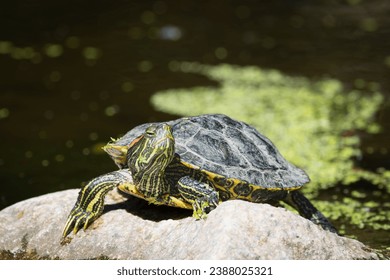 Red Eared Slider Turtle Basking Laying on a Rock in a Pond with Water And Algae in Background