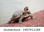 Red eared slider turtle on the side of the pond in Punggol Point park