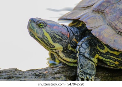 5,835 Red Eared Slider Turtle Images, Stock Photos & Vectors | Shutterstock