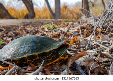 A Red Eared Slider Turtle, Trachemys Scripta Elegans Hiding Inside It's Shell. Tree Trunks And Cattails In The Background, Dead Leaves And Branches With A Dirt Path. Pima County, Tucson, Arizona. 2019