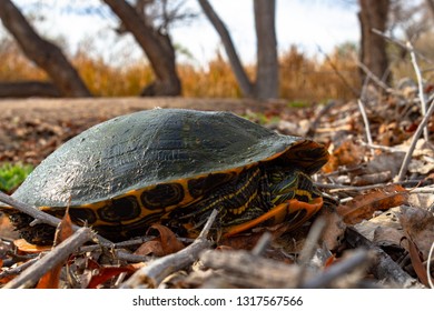 A Red Eared Slider Turtle, Trachemys Scripta Elegans Hiding Inside It's Shell. Tree Trunks And Cattails In The Background, Dead Leaves And Branches With A Dirt Path. Pima County, Tucson, Arizona. 2019