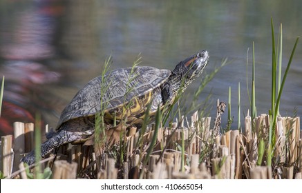 A Red Eared Terrapin