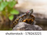 Red Eared Terrapin - Trachemys scripta elegans