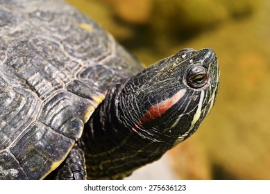 Red Eared Terrapin - Trachemys Scripta Elegans Macro