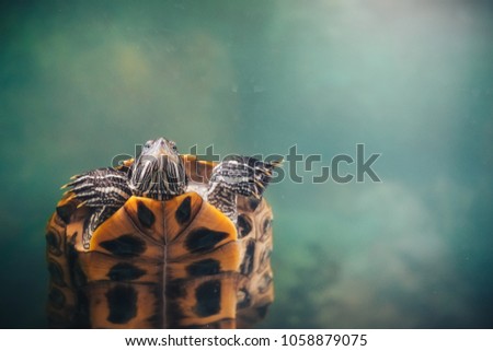 Red Eared Terrapin - Trachemys scripta elegans in the aquarium