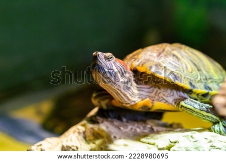 Red Eared Terrapin - Trachemys scripta elegans close-up, selective focus portrait of a turtle