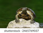 Red Eared Turtle, Trachemys scripta, in the wild close up. Portrait of a turtle.