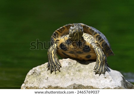Red Eared Turtle, Trachemys scripta, in the wild close up. Portrait of a turtle.