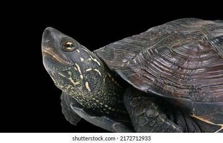 2,831 Turtle yellow ears Images, Stock Photos & Vectors | Shutterstock