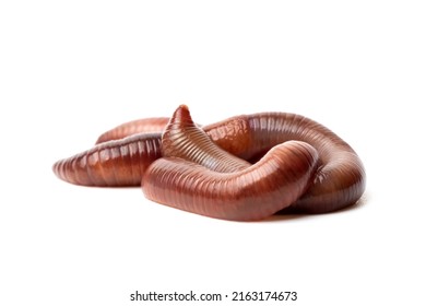 6,579 Predator worm Images, Stock Photos & Vectors | Shutterstock