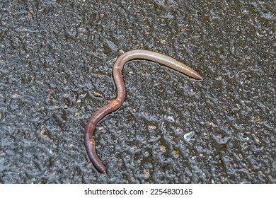 Red earthworm it live bait for fishing isolated on dark background, photography consisting of striped gaunt earthworm at asphalt, natural beauty from nature is live organism in body insect earthworm - Shutterstock ID 2254830165