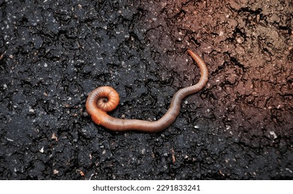 Red earthworm it live bait for fishing isolated on dark background. Photography consisting of striped gaunt earthworm at asphalt. Natural beauty from nature is live organism in body insect earthworm. - Shutterstock ID 2291833241