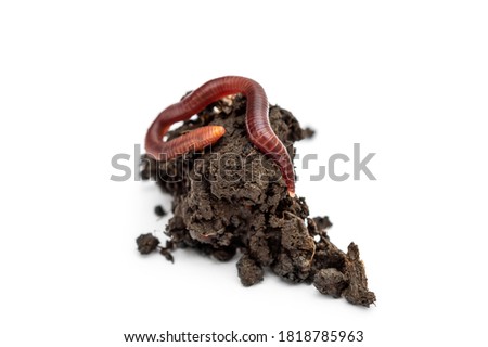 Red earthworm on heap of soil. Isolated on white.
