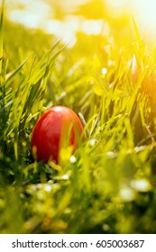 Red Easter Eggs in green grass.