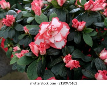 Red Edged White Azalea Flower